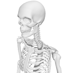 Skeleton model